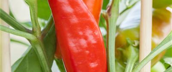 Paprika selber anbauen – Tipps für Anzucht und Ernte