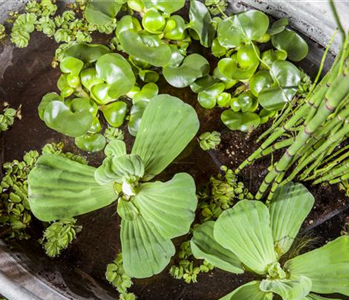 Beliebte Wasserpflanzen für einen naturnahen Teich im Garten