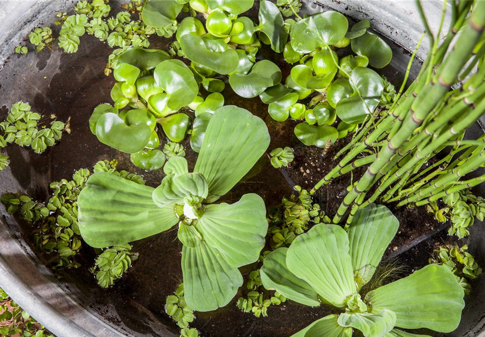 Beliebte Wasserpflanzen für einen naturnahen Teich im Garten