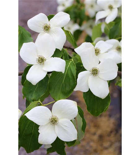 Japanischer Blumen-Hartriegel 'Claudia'