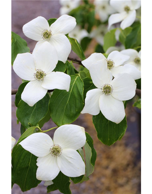 Japanischer Blumen-Hartriegel 'Claudia'