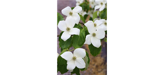 Japanischer Blumen-Hartriegel 'Claudia'