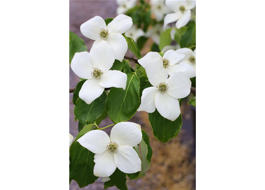 Japanischer Blumen-Hartriegel 'Claudia'