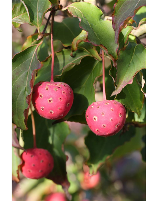 Japanischer Blumen-Hartriegel 'Teutonia'