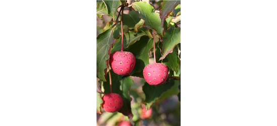 Japanischer Blumen-Hartriegel 'Teutonia'