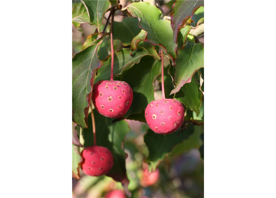 Japanischer Blumen-Hartriegel 'Teutonia'