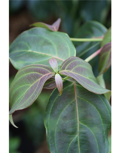 Japanischer Blumen-Hartriegel 'Teutonia'