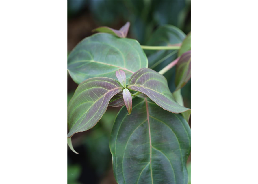 Japanischer Blumen-Hartriegel 'Teutonia'