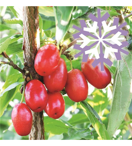 Kornelkirsche Polar Fruits® 'Cornel Berry'