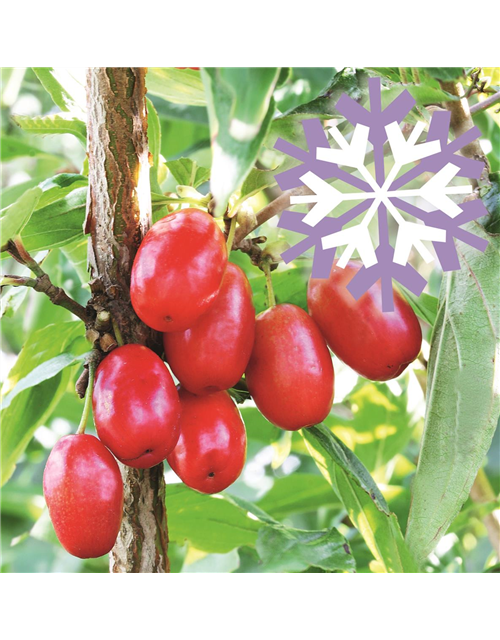 Kornelkirsche Polar Fruits® 'Cornel Berry'