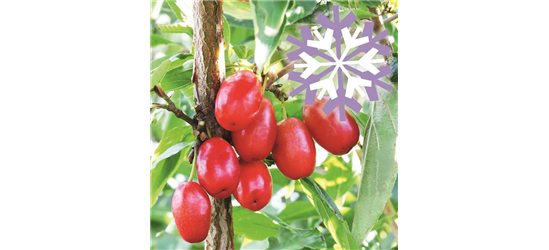 Kornelkirsche Polar Fruits® 'Cornel Berry'