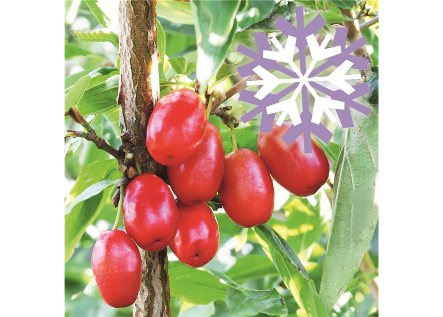 Kornelkirsche Polar Fruits® 'Cornel Berry'