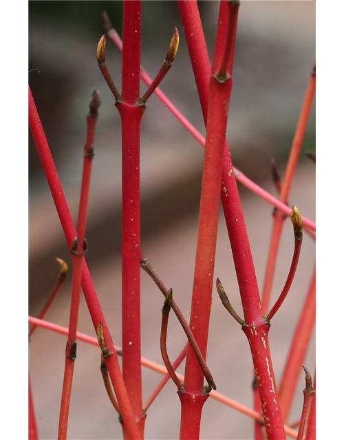 Roter Hartriegel 'Annys Winter Orange'