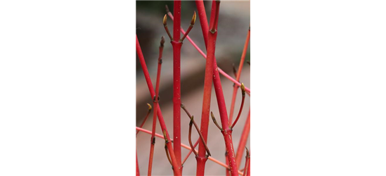 Roter Hartriegel 'Annys Winter Orange'