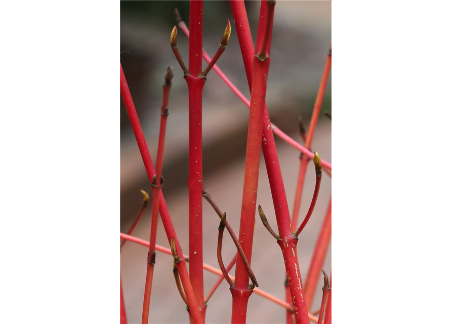 Roter Hartriegel 'Annys Winter Orange'