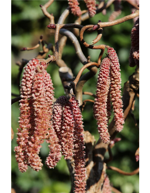 Waldhasel 'Red Majestic'