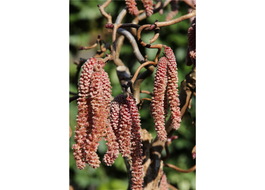 Waldhasel 'Red Majestic'