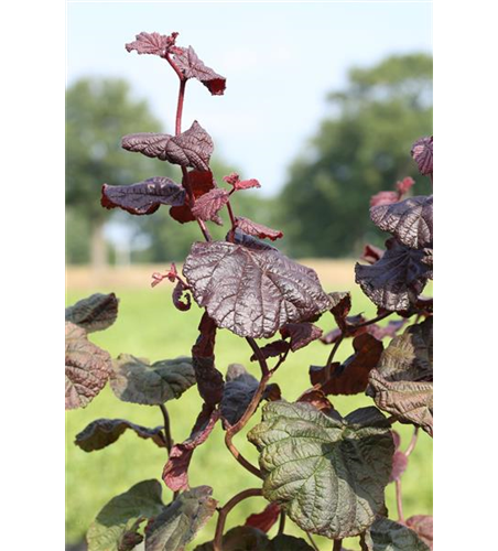 Waldhasel 'Red Majestic'