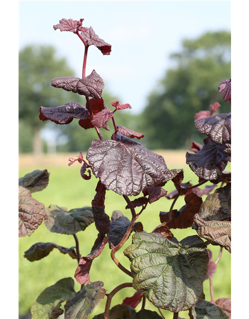 Waldhasel 'Red Majestic'