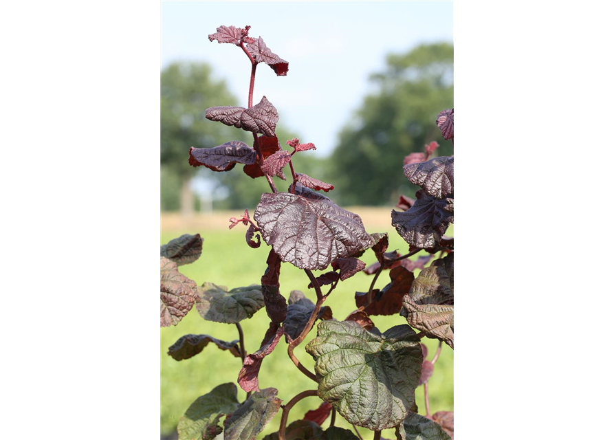 Waldhasel 'Red Majestic'