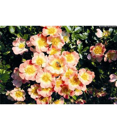 Rose 'Bienenweide® Apricot'