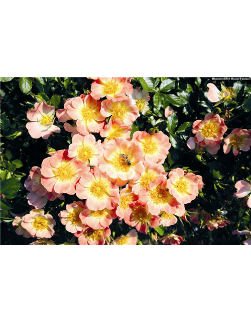 Rose 'Bienenweide® Apricot'