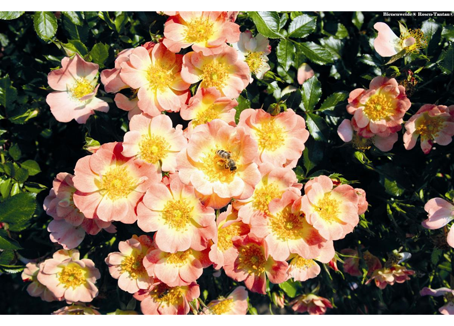 Rose 'Bienenweide® Apricot'