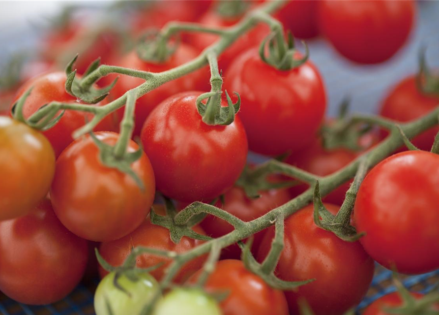 Cherry-Tomate-Samen