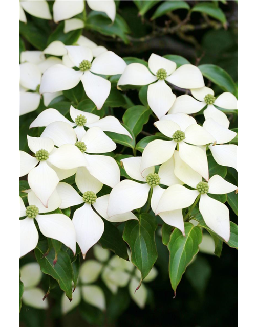 Japanischer Blumen-Hartriegel 'White Fountain'