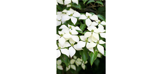 Japanischer Blumen-Hartriegel 'White Fountain'