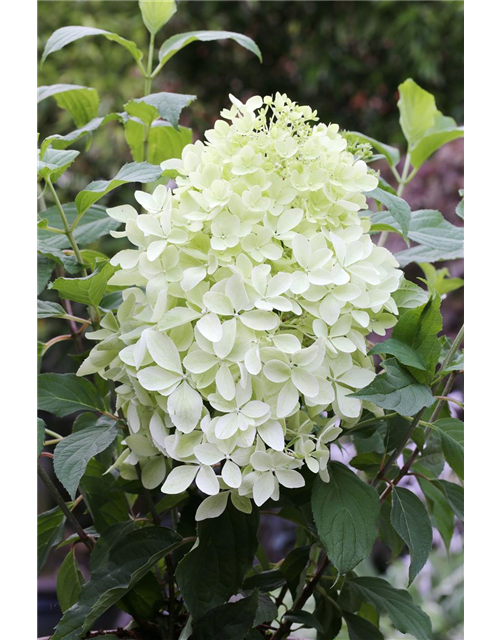 Hydrangea paniculata 'Phantom'