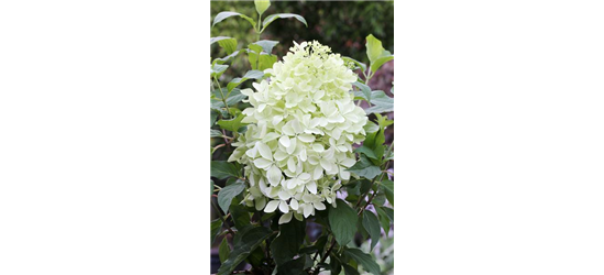 Hydrangea paniculata 'Phantom'