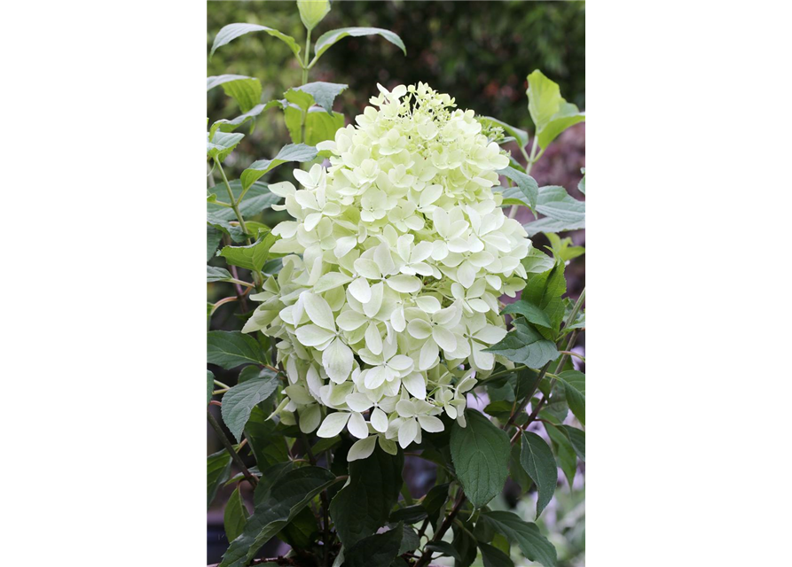 Hydrangea paniculata 'Phantom'