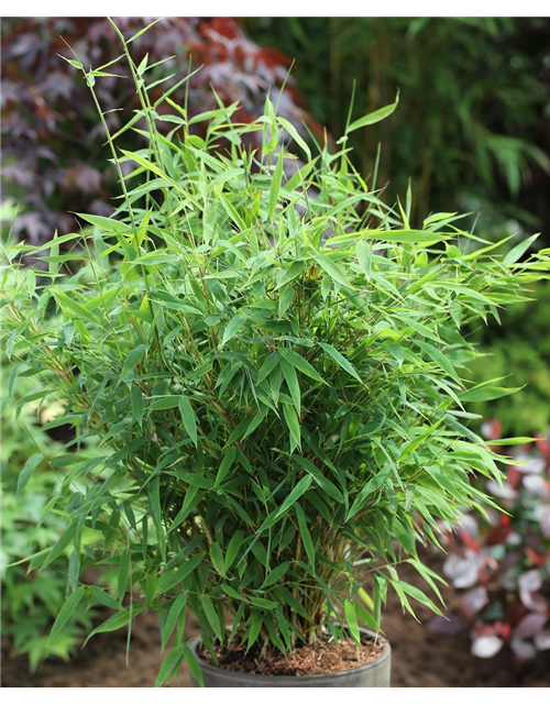 Fargesia murielae 'Early Green'