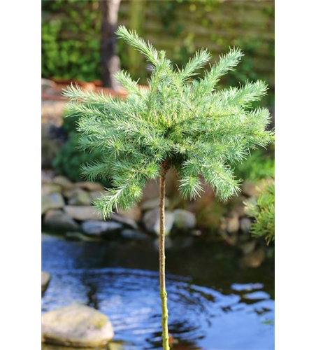 Blaue Zwerglärche 'Blue Dwarf'