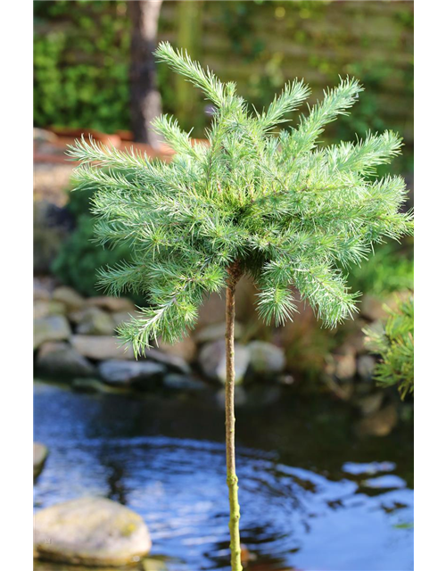 Blaue Zwerglärche 'Blue Dwarf'