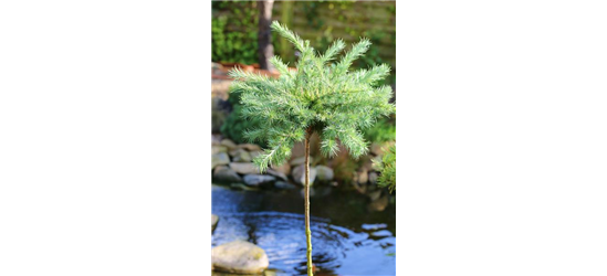 Blaue Zwerglärche 'Blue Dwarf'