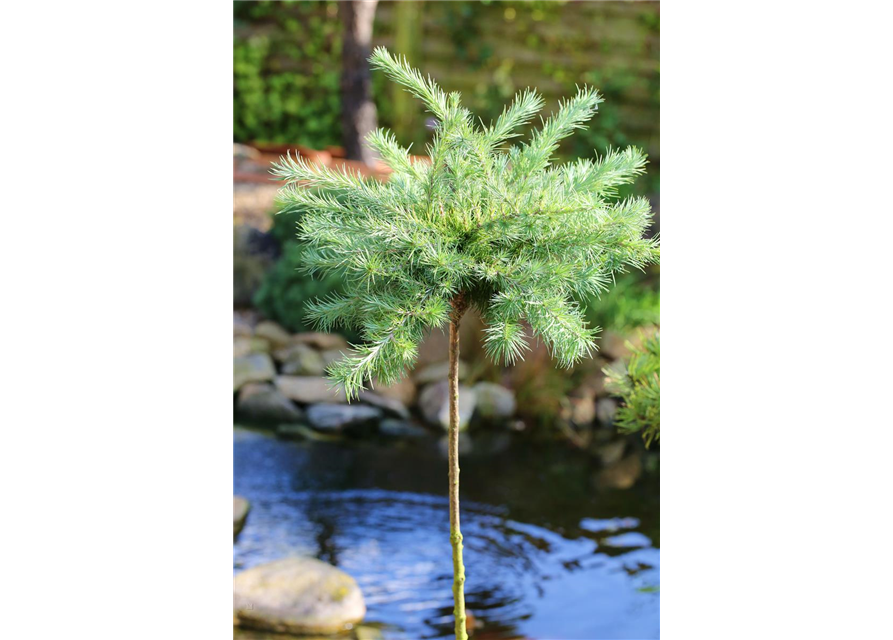 Blaue Zwerglärche 'Blue Dwarf'