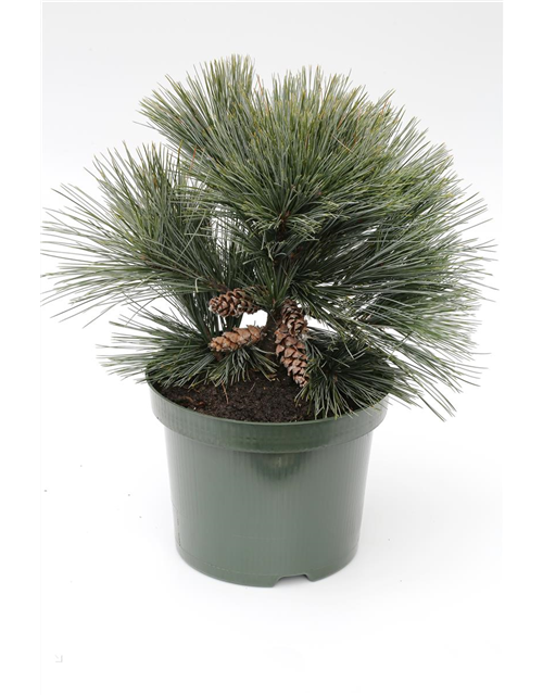 R Pinus strobus 'Secrest'