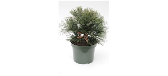 R Pinus strobus 'Secrest'