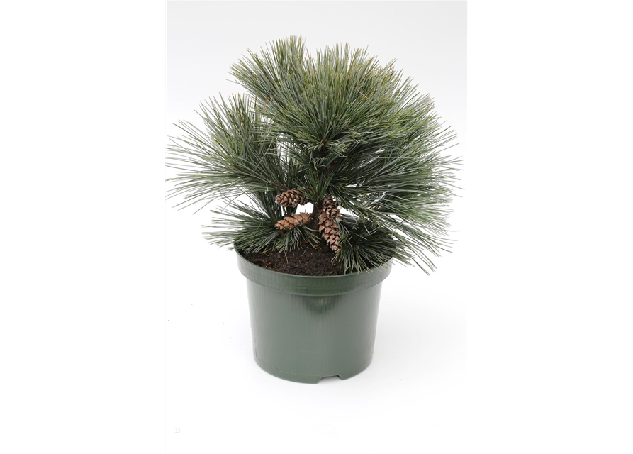 R Pinus strobus 'Secrest'