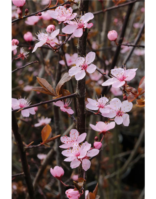 Blutpflaume 'Nigra'