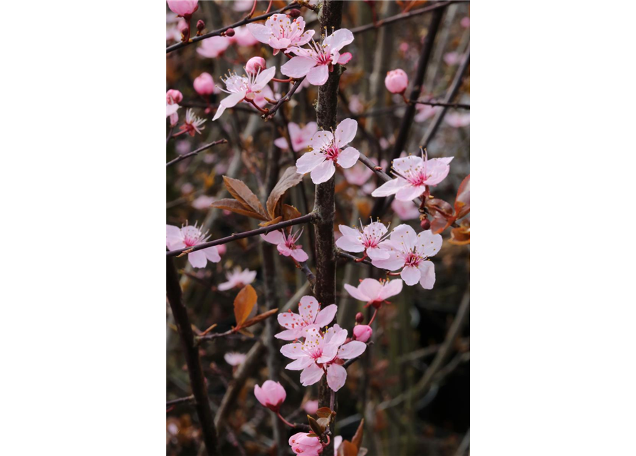 Blutpflaume 'Nigra'