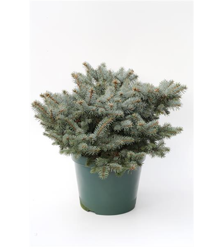 Kleine Blaufichte 'Glauca Globosa'