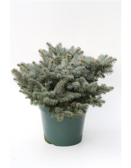 Kleine Blaufichte 'Glauca Globosa'