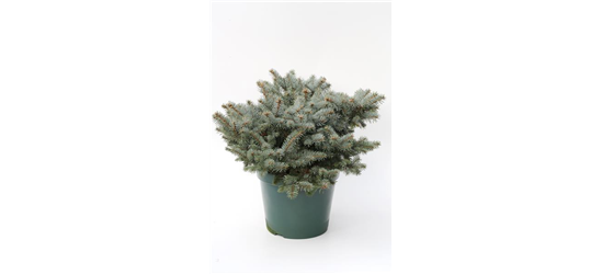 Kleine Blaufichte 'Glauca Globosa'