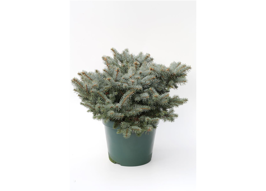 Kleine Blaufichte 'Glauca Globosa'