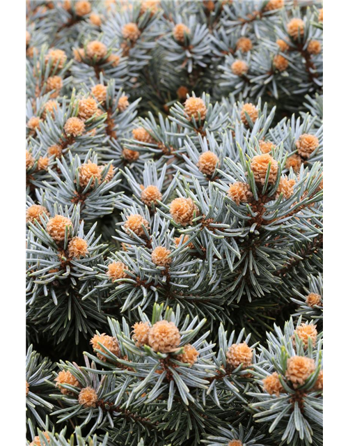 Kleine Blaufichte 'Glauca Globosa'