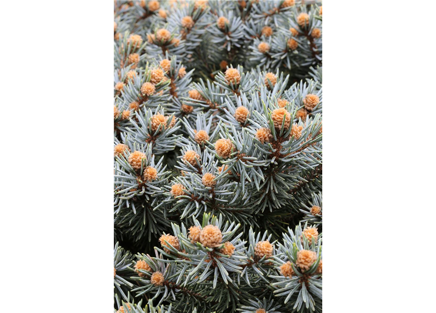 Kleine Blaufichte 'Glauca Globosa'