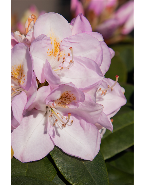 Rhododendron-Hybride 'Gomer Waterer'